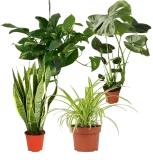 EasyCare 4er-Pflanzenset (ca. 30-60 cm) ab 23,29 € inkl. Versand