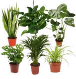 EasyCare Pflanzenset 6er Set (ca. 30-60 cm) ab 30,49 € inkl. Versand