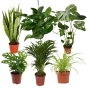 EasyCare Pflanzenset 6er Set (ca. 30-60 cm) ab 30,49 € inkl. Versand
