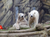 Freier Eintritt in den Rostocker Zoo am 14.11.2023 [Kinder bis 16 Jahre]