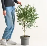 Fehler? Eukalyptus ‚Azura® Pflanze für 5,95 € inkl. Versand statt 34,99 €
