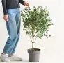Fehler? Eukalyptus ‚Azura® Pflanze für 5,95 € inkl. Versand statt 34,99 €