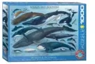 Eurographics Whales and Dolphins Puzzle (1.000 Teile, 68x48cm) für 10,96 € inkl. Versand [nur noch 5 Stück] statt 17,66 €