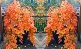 Fächerahorn (Acer palmatum) Orange Lace für 23,13 € inkl. Versand (oder 2 für 37,04 €)