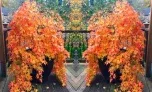 Fächerahorn (Acer palmatum) Orange Lace für 23,13 € inkl. Versand (oder 2 für 37,04 €)