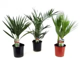 Freilandpalmen Mix-Set 3Er Pack (50–70 Cm Topf, Ø 15 Cm) Für 35,90 € Inkl. Versand (Statt 49,95 €)