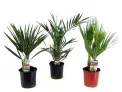 Freilandpalmen Mix-Set 3er Pack (50–70 cm Topf, Ø 15 cm) für 35,90 € inkl. Versand (statt 49,95 €)