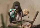 Tierpark Hamm: Freier Eintritt für alle am Heiligabend (24.12. von 9 bis 13 Uhr) 🎄🐾