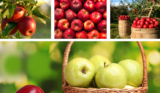 🍏 Kostenlose Früchte, Kräuter Und Nüsse In Deiner Nähe 🌰