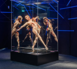 Erlebt den menschlichen Körper hautnah: KÖRPERWELTEN Museum Berlin – Erwachsenentickets zum halben Preis! 💀✨