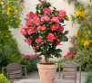 🌸 Japanische Kamelie mit dekorativen Blüten ab 20,49€ –