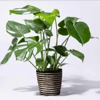 Blume2000: Monstera mit Korb