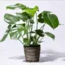 Blume2000: Monstera mit Korb für 20,98 € inkl. Versand (statt 30,98 €)