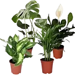 Luftreinigende Pflanzen 4er Set (Monstera Einblatt Dieffenbachie Goldfruchtpalme  40-50cm Ø 12-15cm Topf) für 32,48 € inkl. Versand