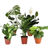 Luftreinigende Pflanzen 5er Set (Monstera | Einblatt | Dieffenbachie | Goldfruchtpalme | Calathea | +/- 40-50cm | ø 12-15cm Topf) ab 27,29 € inkl. Versand
