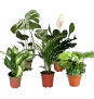 Luftreinigende Pflanzen 5er Set (Monstera | Einblatt | Dieffenbachie | Goldfruchtpalme | Calathea | +/- 40-50cm | ø 12-15cm Topf) ab 27,29 € inkl. Versand