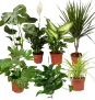 Luftreiniger Pflanzen-Set 7er-Set (ca. 30-70 cm Ø 12-15 cm Topf) ab 33,59 € inkl. Versand