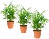 Mexikanische Zwergpalme (Chamaedorea Elegans) 3Er Set Für 19,61 € Inkl. Versand