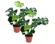 2er Set Blumen: Monstera-Delicous-2er-Set (55-70cm) für 25,98 € inkl. Versand (statt 35,98 €)