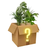 Mystery Box 6er Pflanzen-Set für 29,48 € inkl. Versand