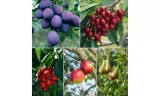 Obstbäume 5er Pack (Apfel Birne Süßkirsche Sauerkirsche und Pflaume 2-3 Jahre Alt)