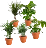 Palmenfreunde  Pflanzen-Set (Goldfruchtpalme Bergpalme Drachenbaum Korbmarante Zimmeraralie  40-55cm Ø 12-15cm Topf) ab 26,39 € inkl. Versand