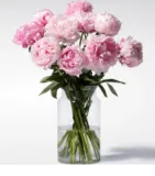 Blume2000: 10 Pfingstrosen in Rosa für 10,99 € inkl. Versand statt 20,00 €