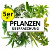 PflanzePlus 5er-Set Pflanzenüberraschung XXL (50-70cm) für 25,98 € inkl. Versand (statt 46,98 €)