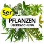 PflanzePlus 5er-Set Pflanzenüberraschung XXL (50-70cm) für 25,98 € inkl. Versand (statt 46,98 €)