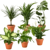 Pflanzen 6er Set (Monstera Dieffenbachie Einblatt Goldfruchtpalme Drachenbaum Zimmeraralie  30-60cm Ø 12-15cm Topf) ab 29,99 € inkl. Versand
