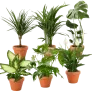Pflanzen 6er Set (Monstera Dieffenbachie Einblatt Goldfruchtpalme Drachenbaum Zimmeraralie  30-60cm Ø 12-15cm Topf) ab 29,99 € inkl. Versand