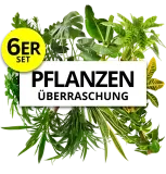 Pflanzenüberraschung 6er Set (ca. 30-70 cm) ab 24,19 € inkl. Versand