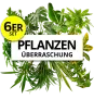 Pflanzenüberraschung 6er Set (ca. 30-70 cm) ab 24,19 € inkl. Versand