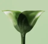 Gratis Probe: Prada Paradoxe Virtual Flower 1,2ml