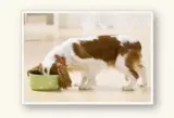 Gratis: Reico Vital Hundefutter + Katzenfutter kostenlos