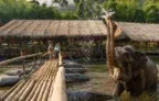 Im Jungle von Thailand 🐘 3* Öko River Kwai Jungle Rafts 2 Erwachsene + 1 Kind bis 13 Jahre mit  Frühstück & Abendessen für 44,00 € pro Nacht