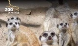 Zoo Krefeld: Kinder bis 17 Jahre kommen in den Herbstferien 2026 kostenlos rein