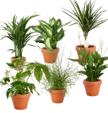 Tropical Jungle 6er Pflanzenset (Fatsia Goldfruchtpalme Korbmarante Einblatt Liebeslocke Drachenbaum, 40-60cm) ab 30,49 € inkl. Versand