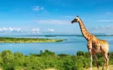 Günstige Flüge nach Uganda 🦒🦍 Hin/ Rücklüge ab 370,00 €