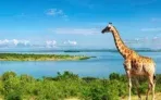 Günstige Flüge nach Uganda 🦒🦍 Hin/ Rücklüge ab 370,00 €