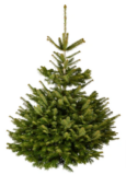 Weihnachtsbaum, Nordmanntanne🎄1. Wahl, Höhe: 125 – 150 cm für 10€ [Hagebau]