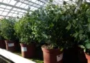 XXL Eucalyptus Gunni (Eukalyptusbaum 50 – 60 cm, Pflanze, winterhart) für 22,49€ inkl. Versand (statt 31€)