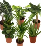 Zimmerpflanzen-Mix „Luftverbesserer“ 🌿 im 6er-Set