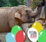 Für Geburtstagskinder jedem Alters: Kostenloser Eintritt in den Zoo Osnabrück