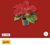 Gratis-Weihnachtsstern Bei Lidl – Aber Nur Heute – Ab 10€ Einkauf