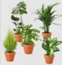 5er-Set UrbanLiving 🌱 (Monstera, Monstera Monkey Leaf, Bergpalme, Zimmerzypresse, Dieffenbachia) für 27,98 € inkl. Versand (statt 45,98 €)