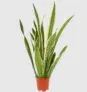 Bogenhanf – Sansevieria Laurentii (60-70cm) für 20,98 € inkl. Versand (statt 25,98 €)