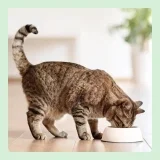 by Amazon Katzensfutter nass Dose Lachsstück in Sauce (ASC-Zertifiziert) (12x415g)