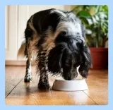 by Amazon Nassfutter für Hunde Pastete mit Rindfleisch (10x300g)