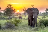 Südafrika Roadtrip 🐘 🇿🇦 17-tägige Rundreise mit Krüger NP, Kapstadt & mehr inkl. Flügen, Mietwagen & Unterkünften ab 1699 €